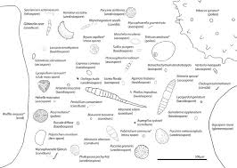 Sizes Of Fungal Spores And Other Airborne Particles Some