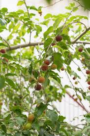 Image result for Dovyalis hispidula