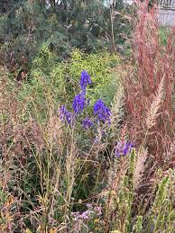 Image result for Sporobolus molleri