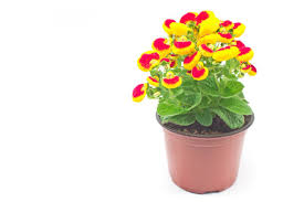 Image result for Calceolariaceae