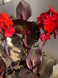 Just make sure the tubers don't freeze. 9 Things I Ve Learned About Canna In Zone 5 Storage Planting
