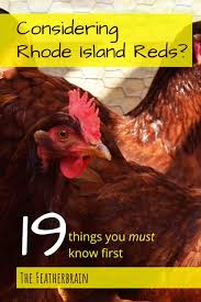 We have won champion american with some of our birds at shows. Considering Rhode Island Red Chickens The 19 Things You Must Know First The Featherbrain