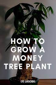 Money Tree Plant Growing Healthy Pachira Aquatica Epic Gardening Money Tree Plant Trees To Plant Money Trees