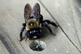 Pin On Carpenter Bees Sting