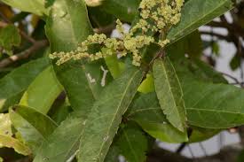 Image result for Homalium abdessammadii