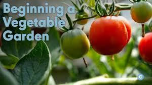 beginner vegetable garden