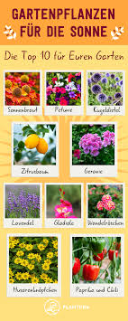 Pflanzen Fur Die Pralle Sonne Auf Balkon Im Garten Pflanzen Garten Pflanzen Balkon Pflanzen