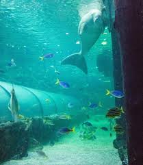 Visiting Sea Life Sydney Aquarium Wild Life Sydney Zoo Sea Life Zoo Dallas World Aquarium