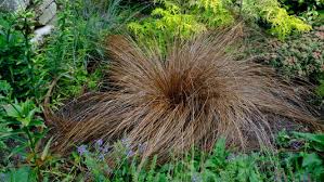 Image result for Carex sp.no.1
