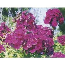 Shop 1 Quart Nicky Phlox L10693 At Lowes Com Outdoor Flowers Outdoor Landscaping Planting Flowers