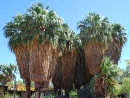 Washingtonia Filifera Untrimmed Palm Growers Plants