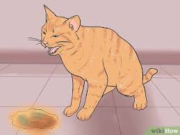 Delgado recommends keeping kittens confined to a smaller space when they're young to help them learn to use the litter box. How To Litter Train A Cat With Pictures Wikihow Pet