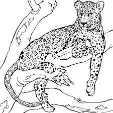 epingle sur tigers lions panthers and cougar images imprimables sans couleur