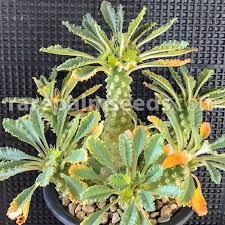 Image result for Dorstenia buchananii
