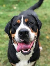In general, the newfy is a relatively healthy dog breed. Swiss Run Swissys