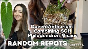 Image result for Protea micans