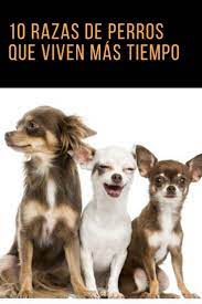 10 Razas De Perros Que Viven Mas Tiempo Razas De Perros Perros Gatos Y Perros Lindos