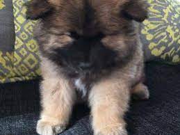 </p> <p>there are two females and five males. Eurasier Puppies For Sale Dublin Oh 186910 Petzlover