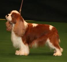 A Perfectly Groomed Cavalier King Charles Spaniel Cavalier King Charles Dog Cavalier King Charles King Charles Dog