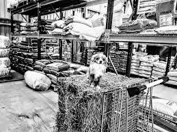 Derks Pet Rural Pet Store 31 Wonga Rd Picton Nsw 2571 Australia