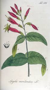 Image result for Loganiaceae