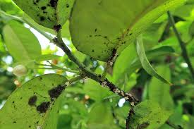 This tiny insect, the cottony cushion scale, is a friggin' thorn in my citrus trees sides. How To Deal With Common Sago Palm Pests Diseases Gardener S Path