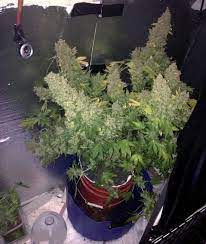 Get it as soon as fri, jul 9. Cannabis Grow Lights What S The Best Size Grow Weed Easy