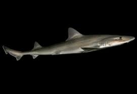 Gummy Shark Australian Fisheries Management Authority