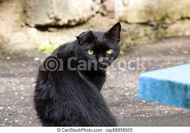 More black cat stock photos and stock photography. Portrait Of A Black Kitten With Yellow Eyes Close Up Canstock