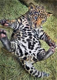 Pin On Baby Animals