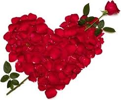 Flower, love, romance, beautiful, beauty, bloom,. Beautiful Love Rose Flower Free Stock Photos Download 15 798 Free Stock Photos For Commercial Use Format Hd High Resolution Jpg Images