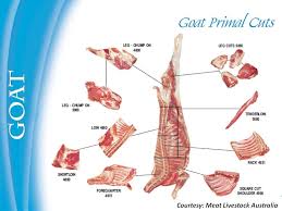 Boer Goats Meat Animals Boer Buck Goat Meat Farms Goat Meat Meat