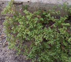 Image result for Polycarpon prostratum