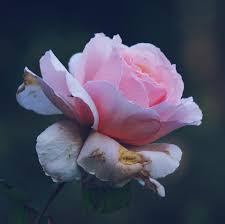 un bel fiore rosa nella stagione primaverile 2044461 Foto d'archivio