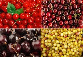 There are 7 fruit tree patches: 4 In 1 Cherry Tree Combo Cherry Tree Black Cherry Tree Cherry Tree Grafting Fruit Trees