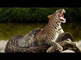 Halaman Unduh untuk file Green Anaconda Vs Jaguar yang ke 11