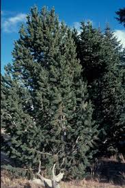 Colorado S Major Tree Species Colorado State Forest Service Bristlecone Pine Colorado Blue Spruce State Forest