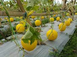 Mengorek lubang, mengubah anak benih melon, memadatkan pangkal anak pokok dan mencucuk penitis berhampiran pangkal anak benih Benih Sayuran Jom Tanam Rock Malon Di Rumah Guna Facebook