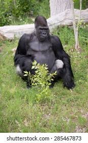 Check spelling or type a new query. Gorilla Sitting Down Looking Right Stock Photo Edit Now 285467873