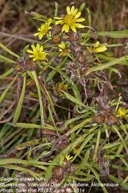 Image result for Geigeria