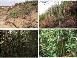 Image result for Sporobolus myrianthus