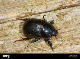 Image result for Pentodon