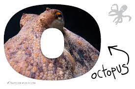 Animals that start with o. Animals That Start With O A List Of Animals Starting With O