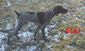 Before you buy a dog, make sure that you check the local laws first. Bird Dogs For Sale Blue Dawn Kennels
