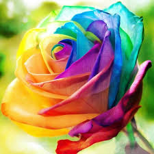 Pin On Exotic Rose
