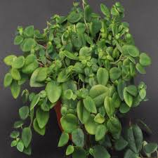 Image result for Peperomia abyssinica