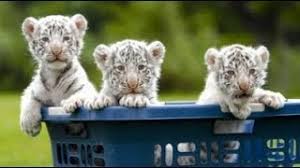 White bengalian tiger in moscow zoo expresses huge interest. Really Cute Baby White Tiger Triplets Youtube