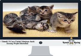 Bagaimana menjaga anak kucing yang ditinggalkan ibunya. Simak 8 Cara Untuk Menjaga Anak Kucing Wajib Diketahui