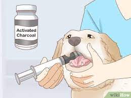 How To Treat A Dog Who Ate Chocolate 8 Steps With Pictures