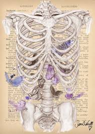 Butterflies In My Stomach By Sara O Neill Natural Form Art Art Gcse Art Sketchbook